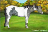 Horse Color:Black Ice Tobiano 