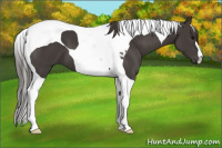 Horse Color:Smoky Black Tobiano 