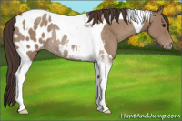 Horse Color:Classic Champagne Tobiano Appaloosa Rabicano