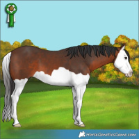 Horse Color:Brown Splash 