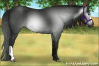 Horse Color:Gray Smoky Black 