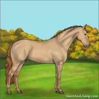 Horse Color:Red Dun 