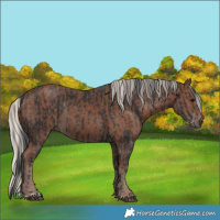 Horse Color:Black and Silver Black