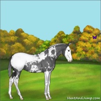 Horse Color:White Spotted Blue Roan Splash Appaloosa