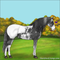 Horse Color:White Spotted Blue Roan Snowcap 
