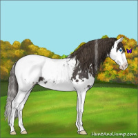 Horse Color:White Spotted Smoky Blue Roan Splash Snowcap 