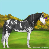 Horse Color:White Spotted Blue Roan Splash Varnish 