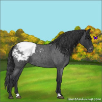 Horse Color:Blue Roan Varnish 
