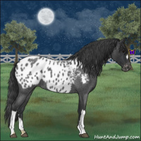 Horse Color:Blue Roan Appaloosa 