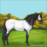 Horse Color:Blue Roan Near Fewspot 