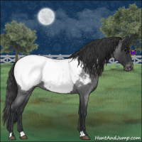 Horse Color:Blue Roan Appaloosa 