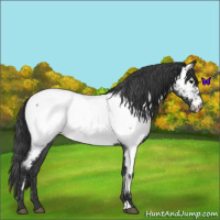 Horse Color:Blue Roan Near Fewspot 