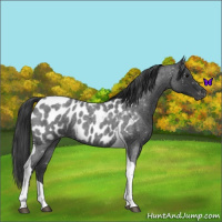 Horse Color:Blue Roan Tobiano Appaloosa 