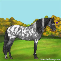 Horse Color:White Spotted Blue Roan Appaloosa 
