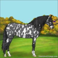 Horse Color:Blue Roan Near Leopard 