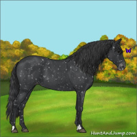 Horse Color:Blue Roan Snowflake Varnish 