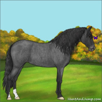 Horse Color:Blue Roan Appaloosa 
