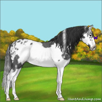 Horse Color:White Spotted Blue Roan Splash Frame Varnish 