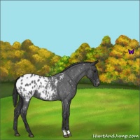 Horse Color:Blue Roan Appaloosa 