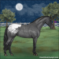 Horse Color:Blue Roan Varnish 