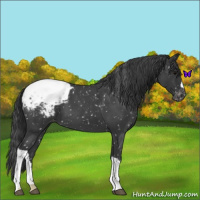 Horse Color:Blue Roan Snowcap 