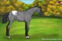 Horse Color:Blue Roan Appaloosa 