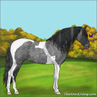 Horse Color:Blue Roan Tobiano Snowflake Varnish