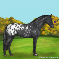 Horse Color:Blue Roan Appaloosa 