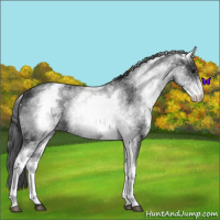 Horse Color:White Spotted Black Appaloosa 