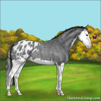 Horse Color:Blue Roan Splash Appaloosa 