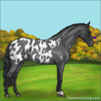 Horse Color:Blue Roan Appaloosa 