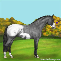 Horse Color:Blue Roan Frame Snowcap 