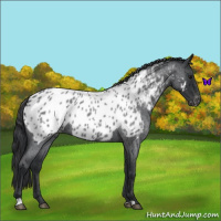 Horse Color:Blue Roan Appaloosa 