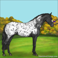 Horse Color:Blue Roan Appaloosa 