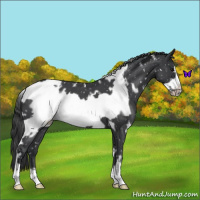 Horse Color:White Spotted Blue Roan Frame Appaloosa 