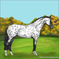 Horse Color:Blue Roan Near Leopard 