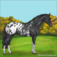 Horse Color:Blue Roan Tobiano Appaloosa 
