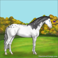 Horse Color:Blue Roan Splash Appaloosa 
