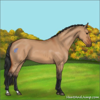 Horse Color:Bay Dun 