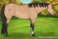 Horse Color:Bay Dun 