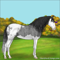 Horse Color:Blue Roan Splash Snowcap 