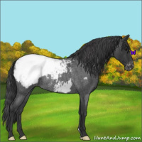 Horse Color:Blue Roan Appaloosa Rabicano 