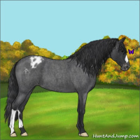 Horse Color:Blue Roan Varnish 