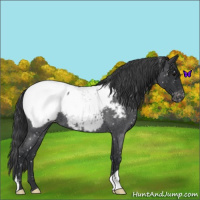 Horse Color:Blue Roan Near Fewspot 