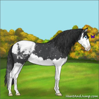 Horse Color:Blue Roan Splash Snowcap 