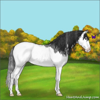 Horse Color:Blue Roan Splash Appaloosa 