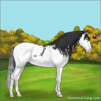 Horse Color:Blue Roan Splash Appaloosa 