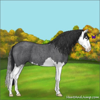 Horse Color:Blue Roan Splash 