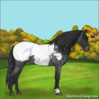 Horse Color:Blue Roan Snowcap 