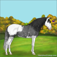 Horse Color:Blue Roan Splash Snowcap